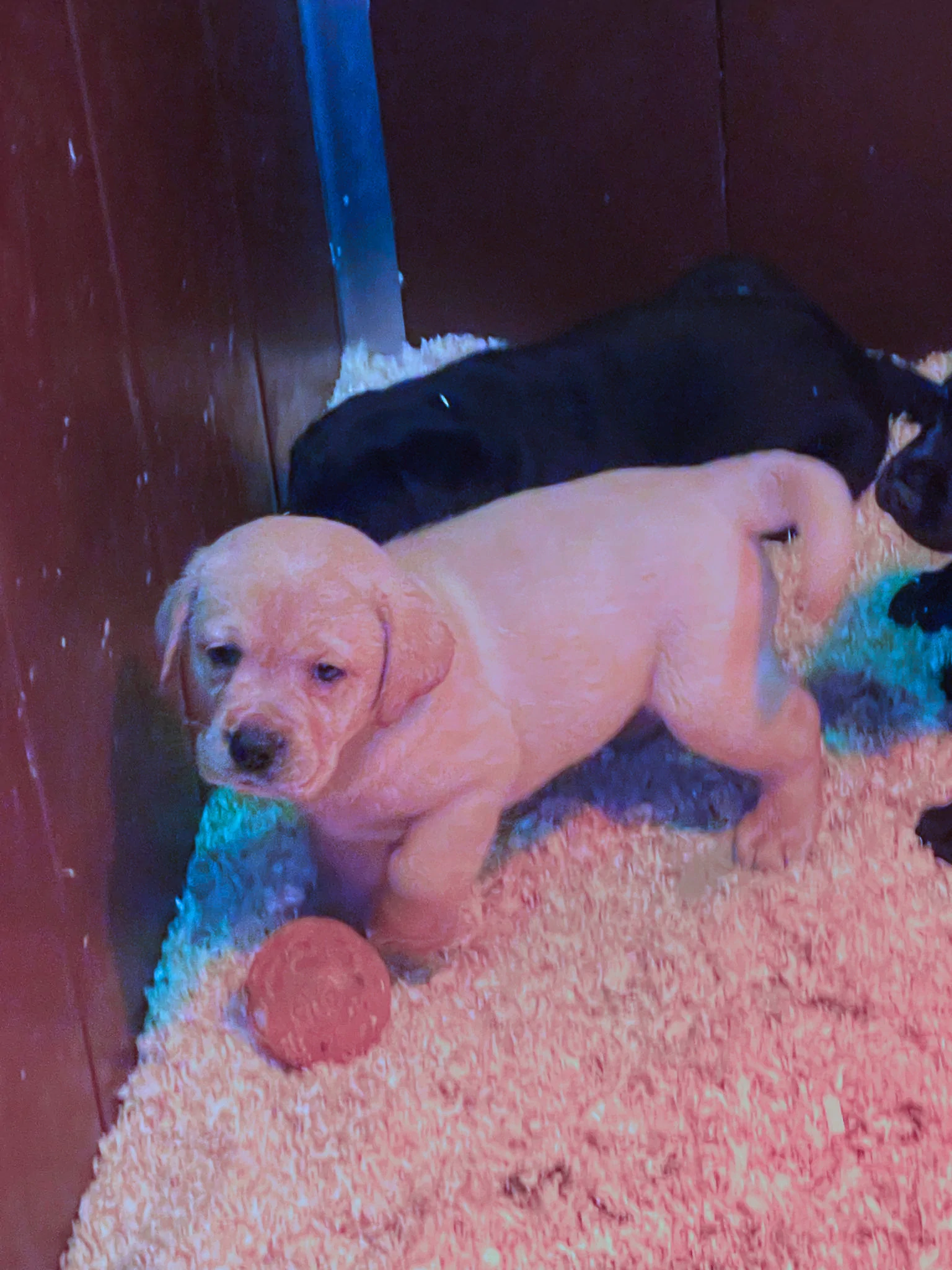 Broadsamlee Labradors 2024 01