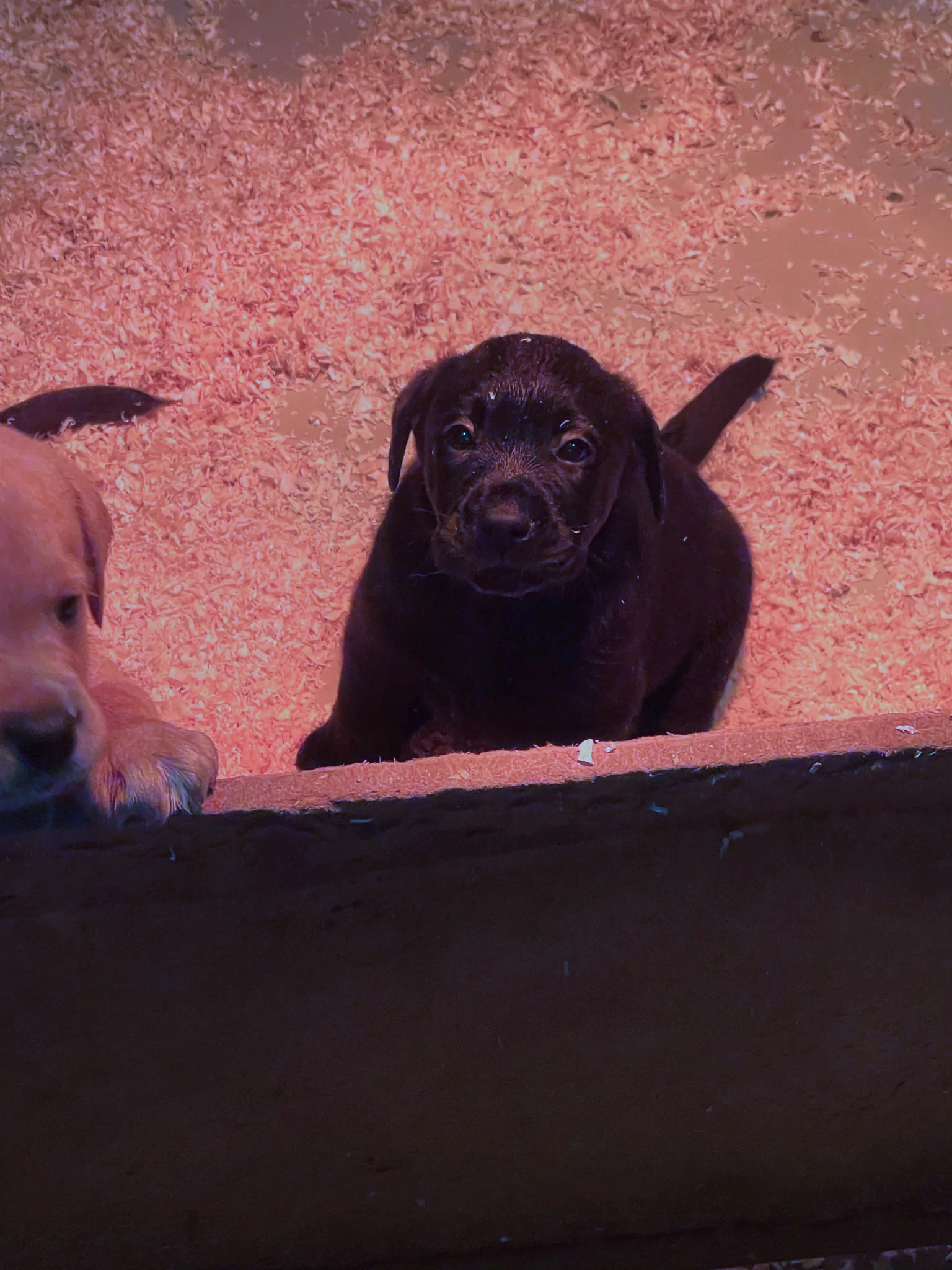 Broadsamlee Labradors 2024 03