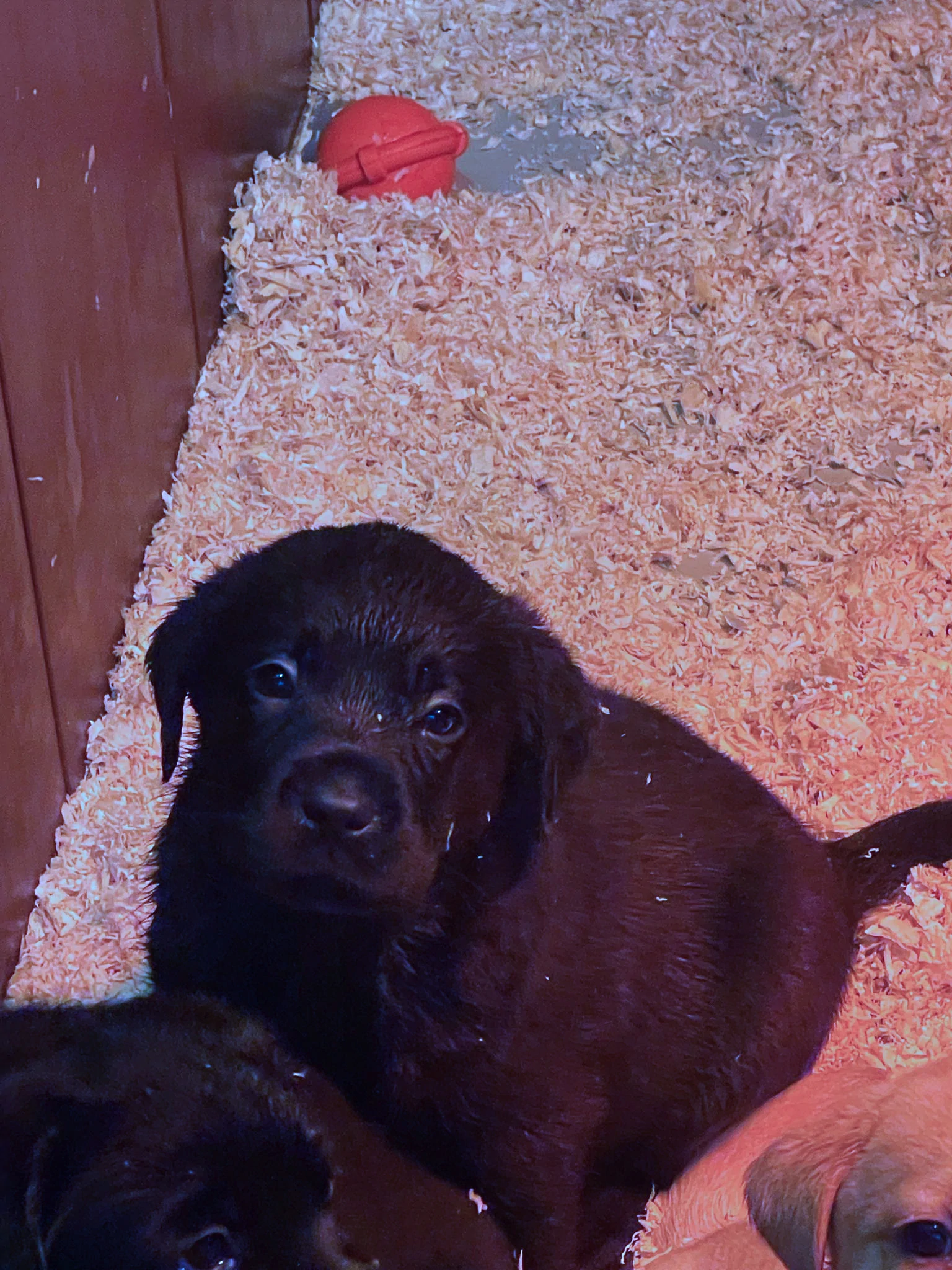 Broadsamlee Labradors 2024 04
