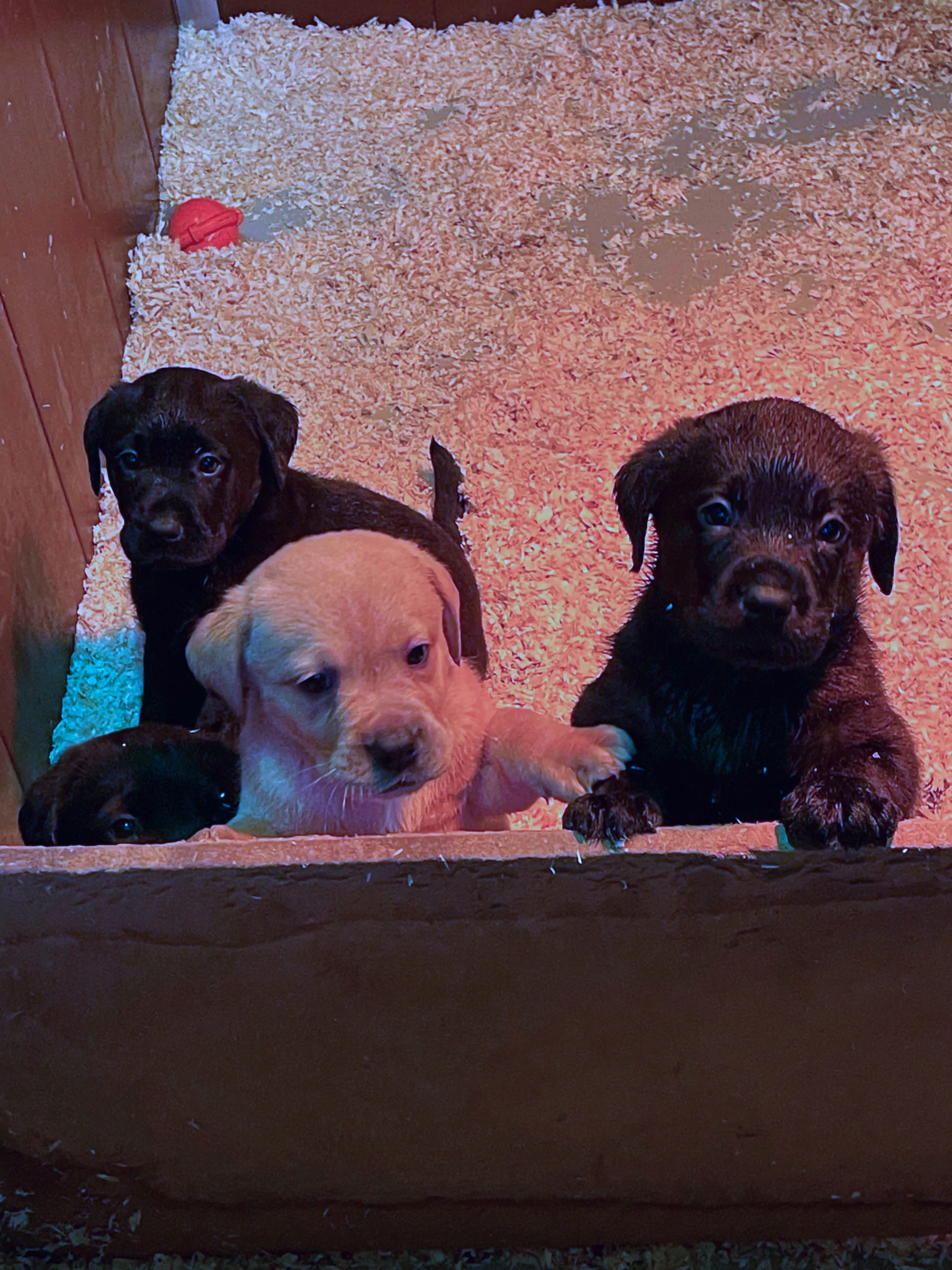 Broadsamlee Labradors 2024 05
