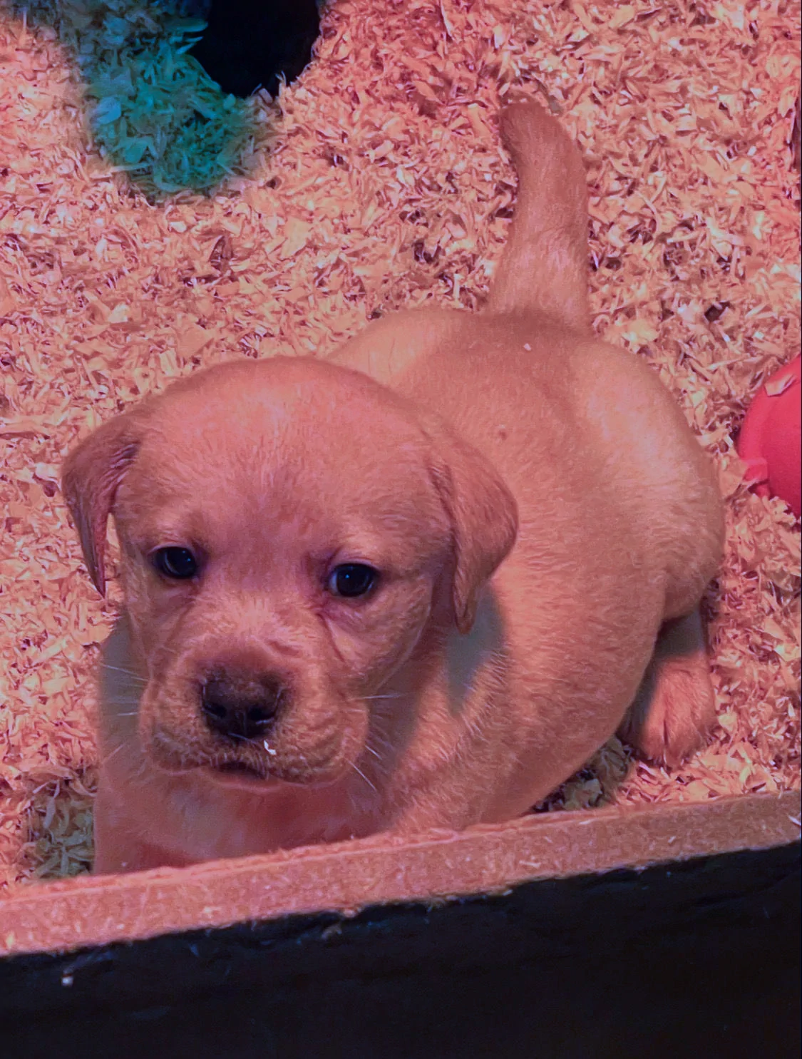 Broadsamlee Labradors 2024 06