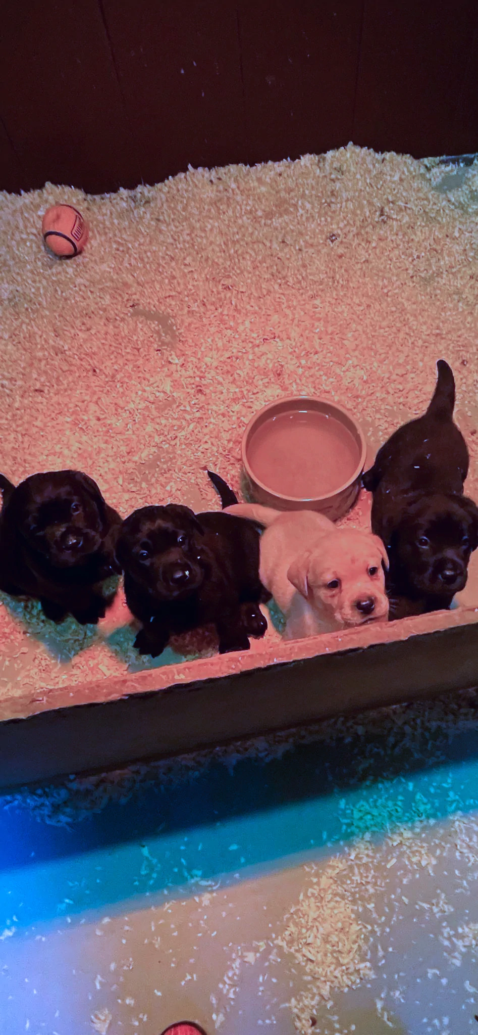 Broadsamlee Labradors 2024 07