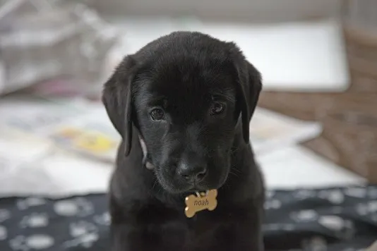 Customers Labradors 10