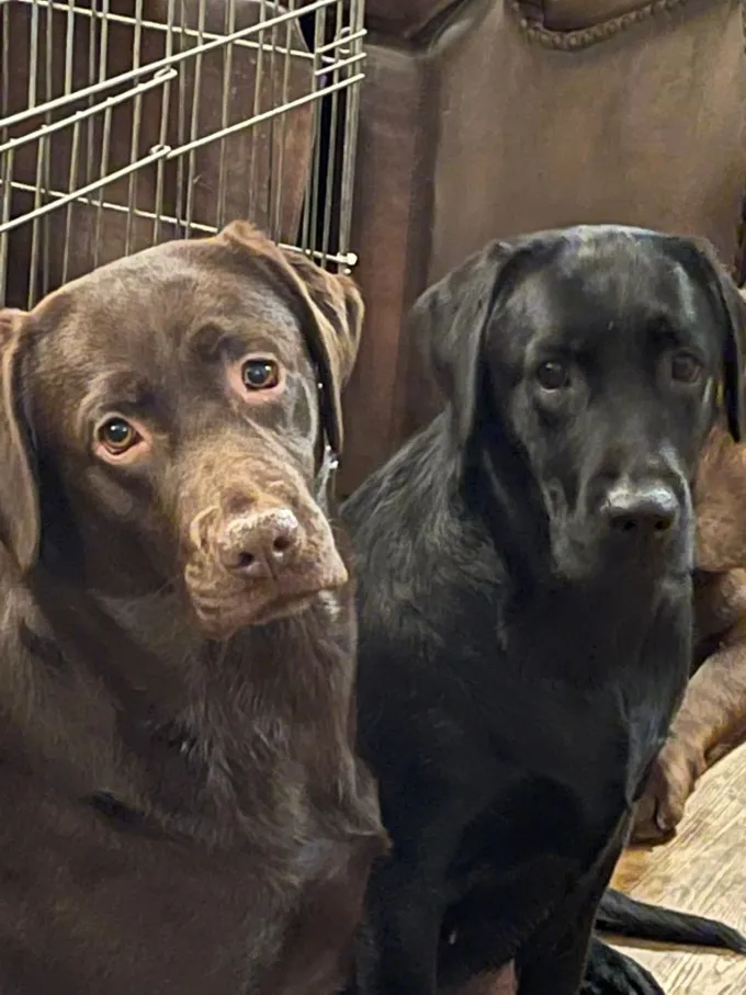 Chocolate is bramble black is polly